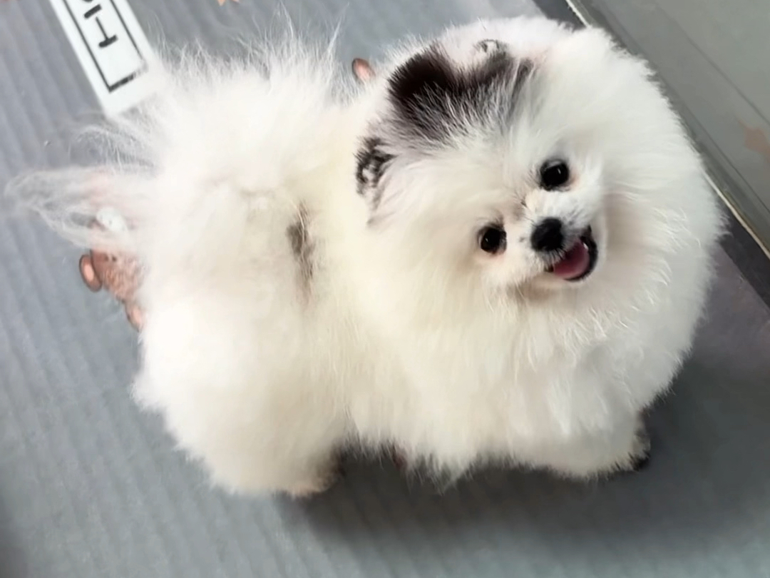 【黑白花|博美】自带小礼帽的宝宝