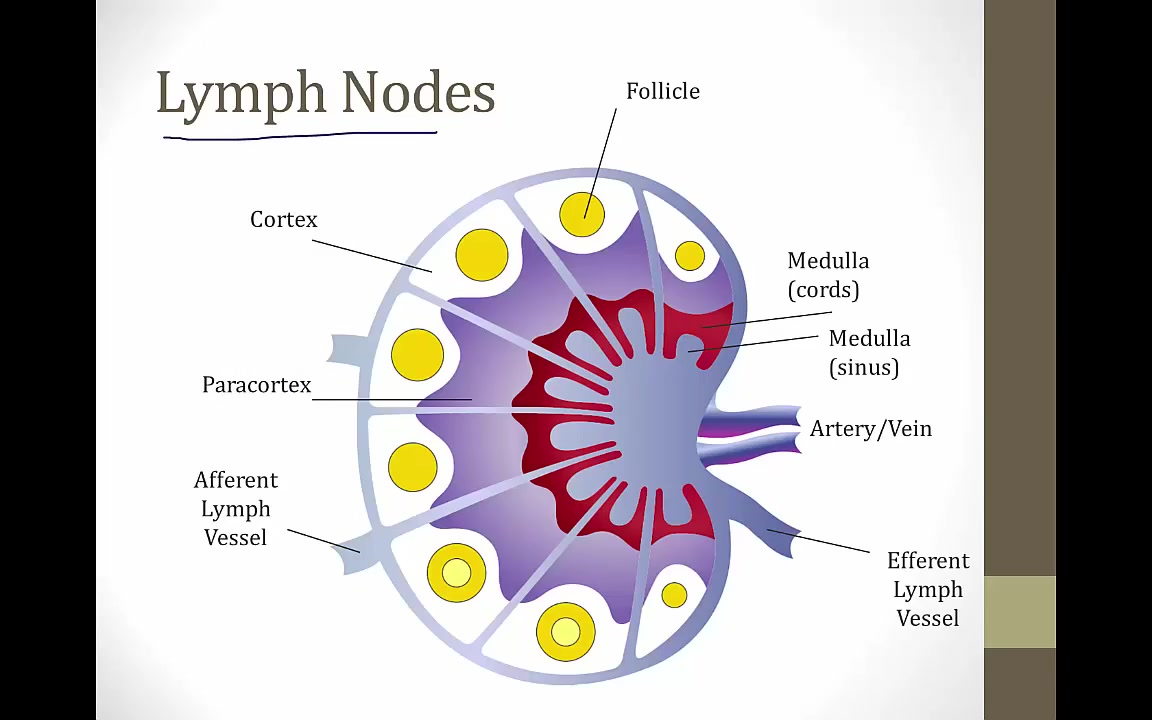 draining lymph nodes图片