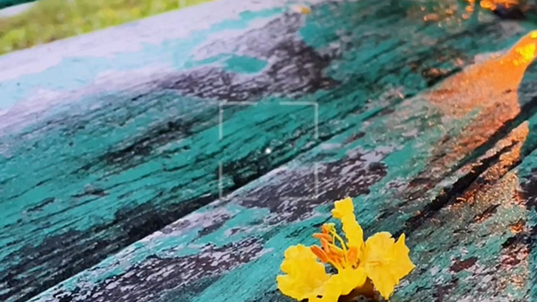 [图]⼀夜秋雨叶落满地，一朵落花寄我乡愁！