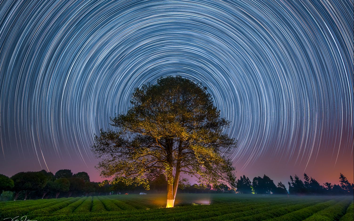 [图]茶园的星空（星空转日出）