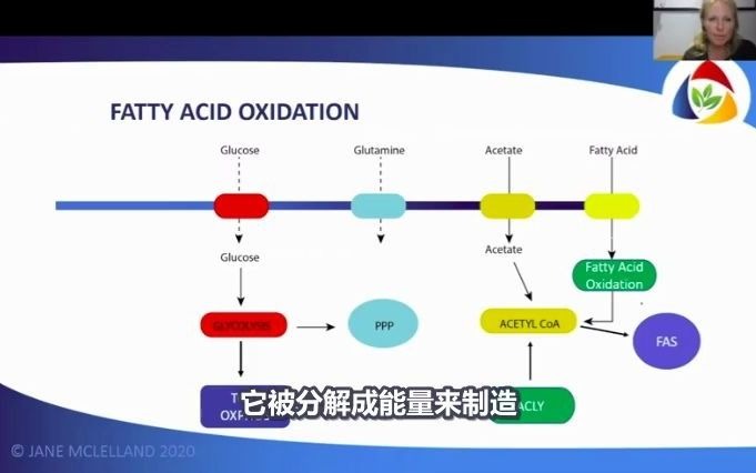 如何饿死癌症第三十六课——通过控制脂肪酸氧化通路和脂肪酸合成通路来抑制癌细胞大量合成新的细胞膜;强力霉素(多西环素),米屈肼,丙戊酸,二...