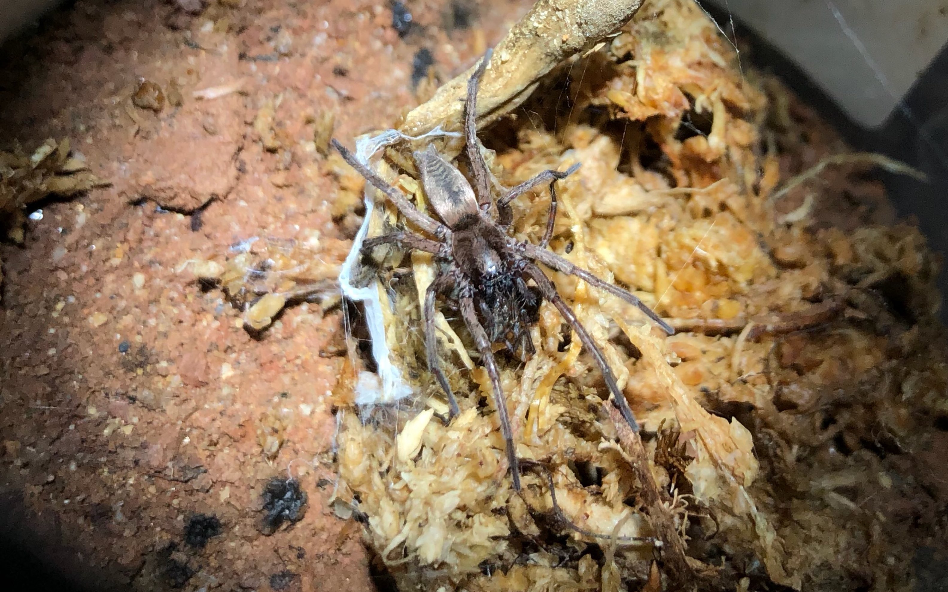 成年雄性掠蛛属成员捕食