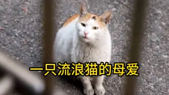 Download Video: 猫咪在窗外蹲守3个月.只为给未出生的孩子找个家.暖心又感人!