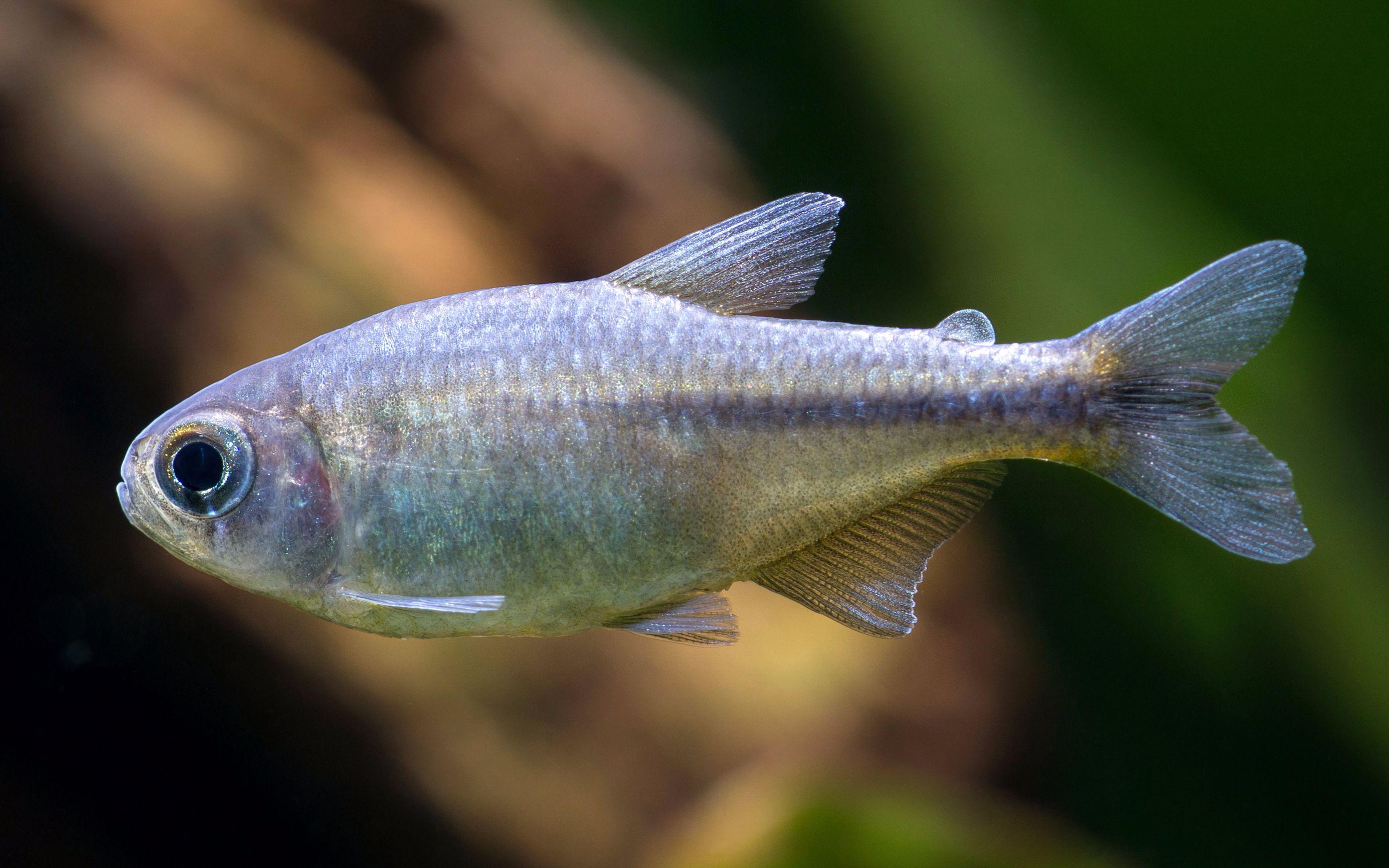 自家鱼缸灯鱼热带鱼蓝缎带