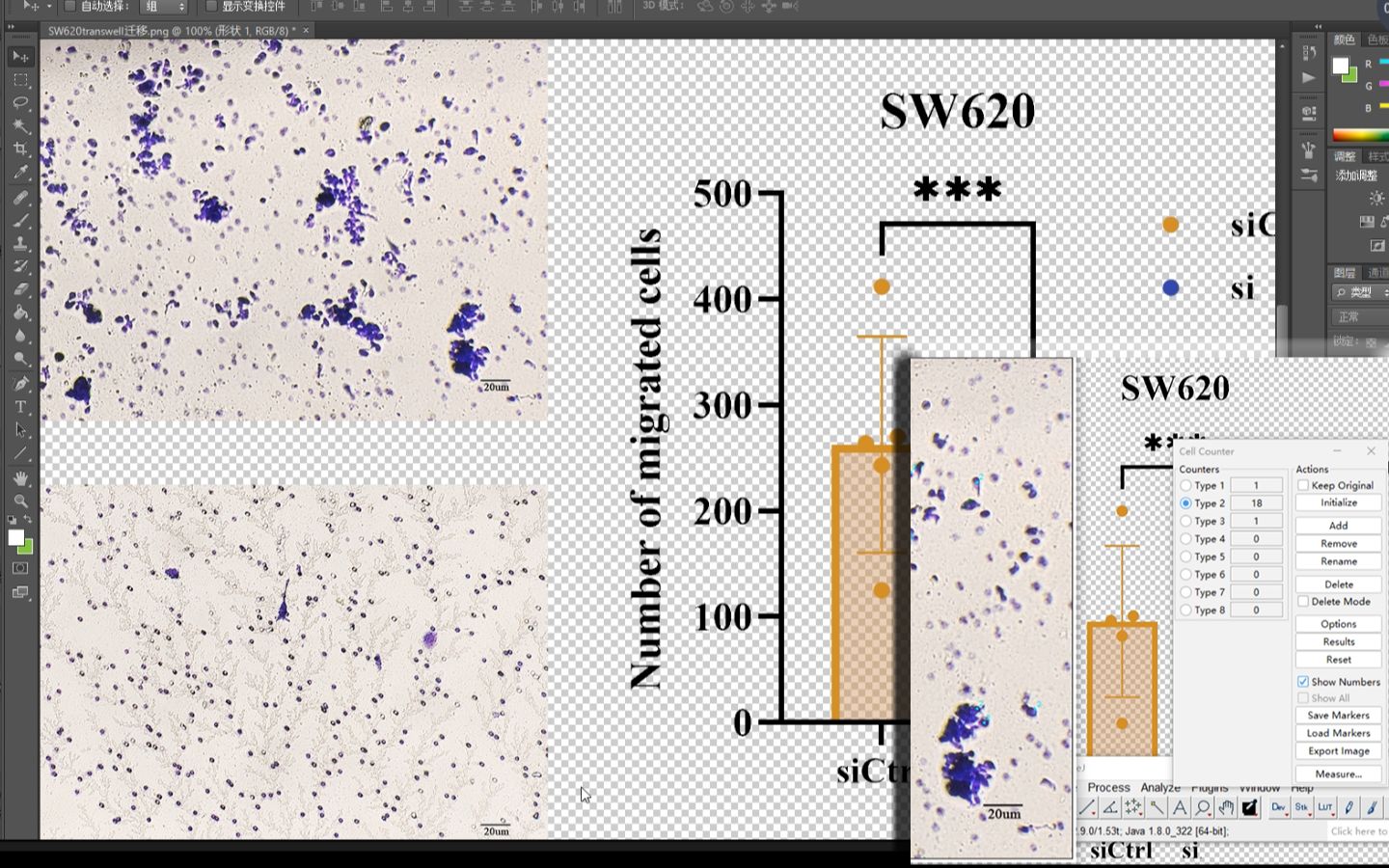 细胞迁移实验的image j手动计数+作图技巧+书面规范等注意事项哔哩哔哩bilibili