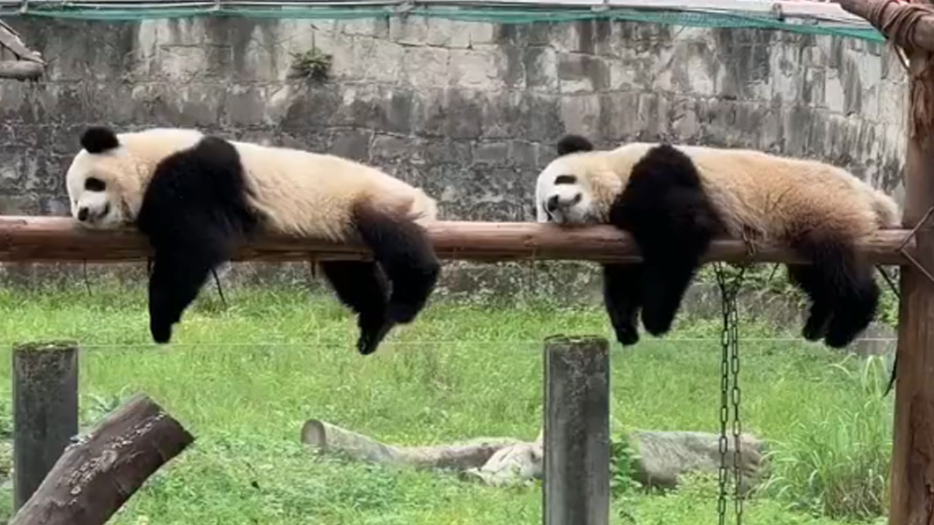 [图]大熊猫渝可渝爱睡姿神同步，复制粘贴的“趴趴熊”双倍可爱