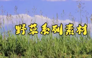 Download Video: 短视频素材：157野草系列视频素材