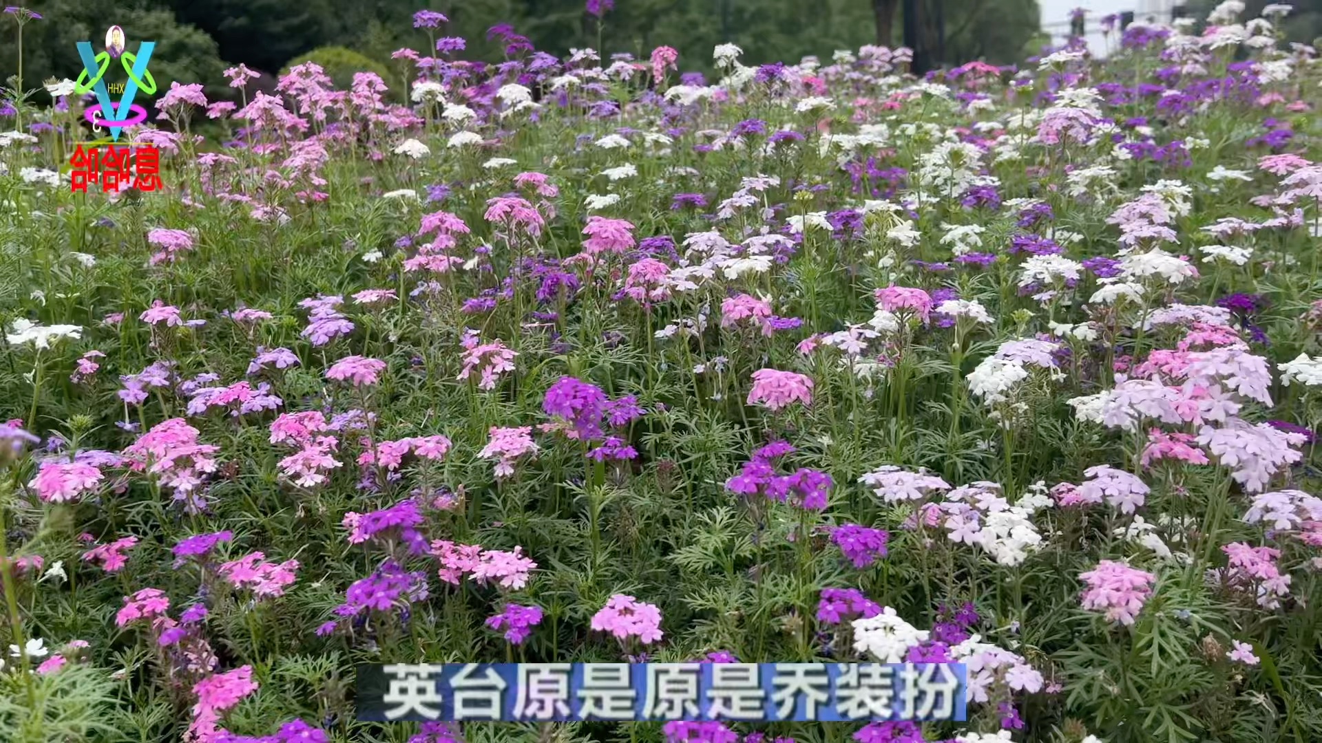 [图]赏花听戏 越剧《梁祝》师母愿意做大媒 梁山伯配祝英台 看湖景