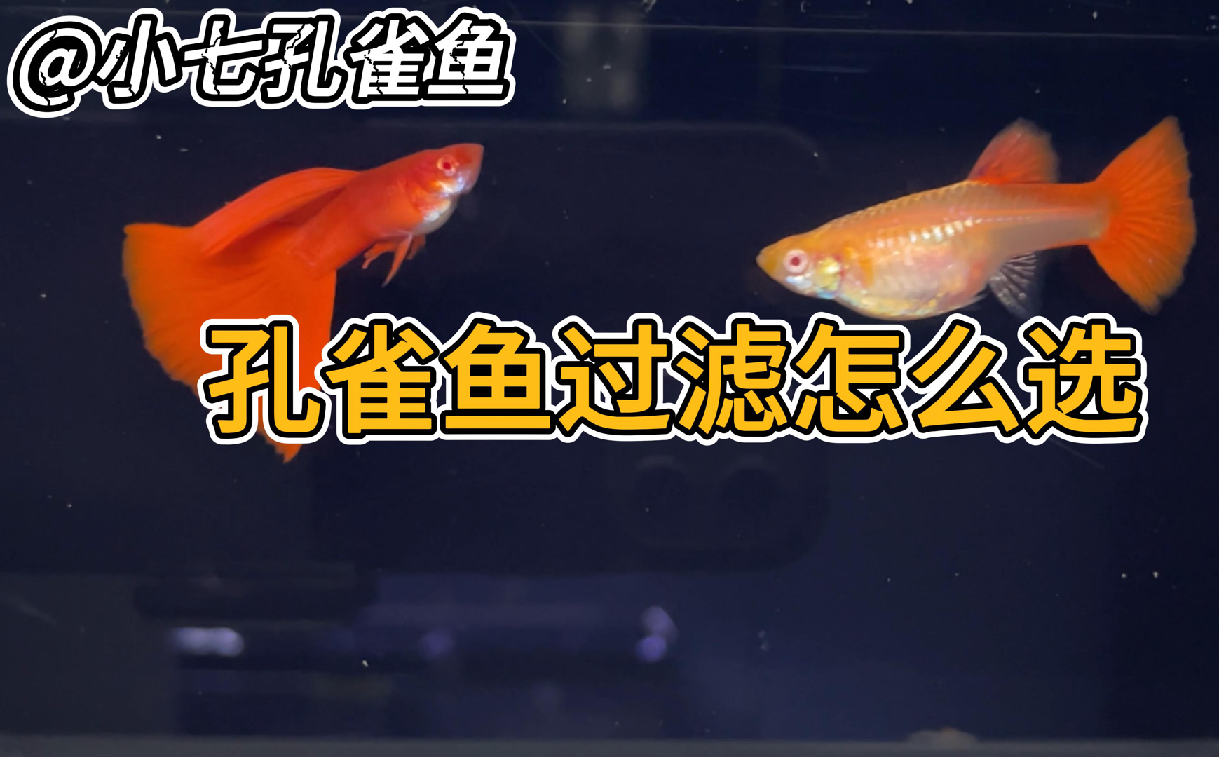 从0开始养孔雀鱼之过滤选择