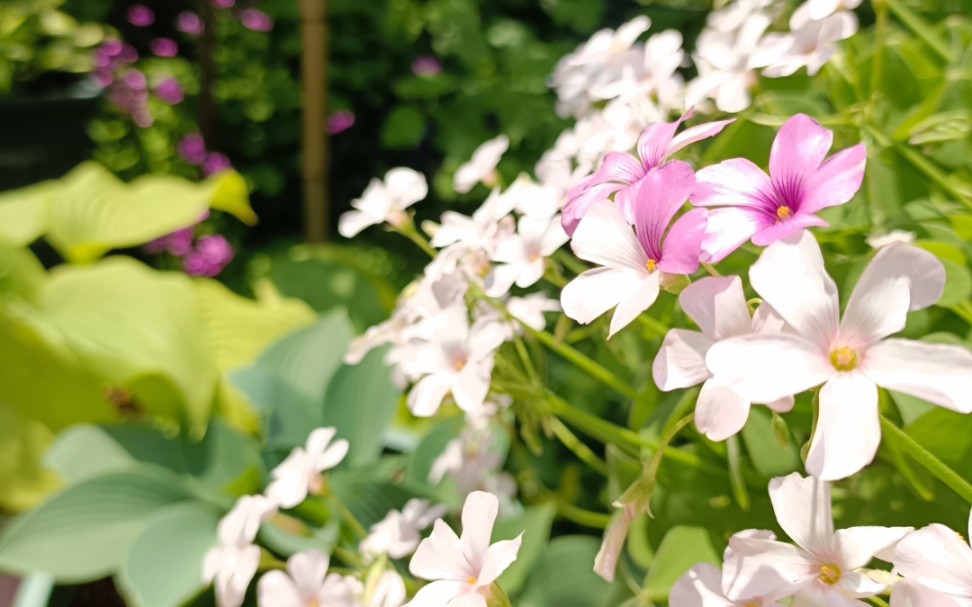 观叶植物玉簪花~哔哩哔哩bilibili