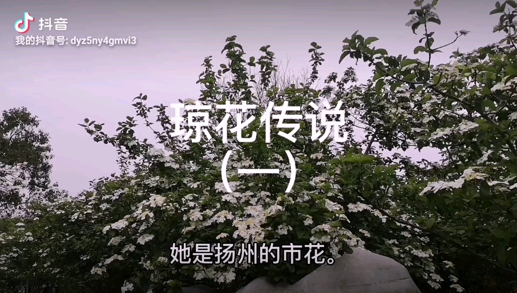 琼花传说(一)哔哩哔哩bilibili