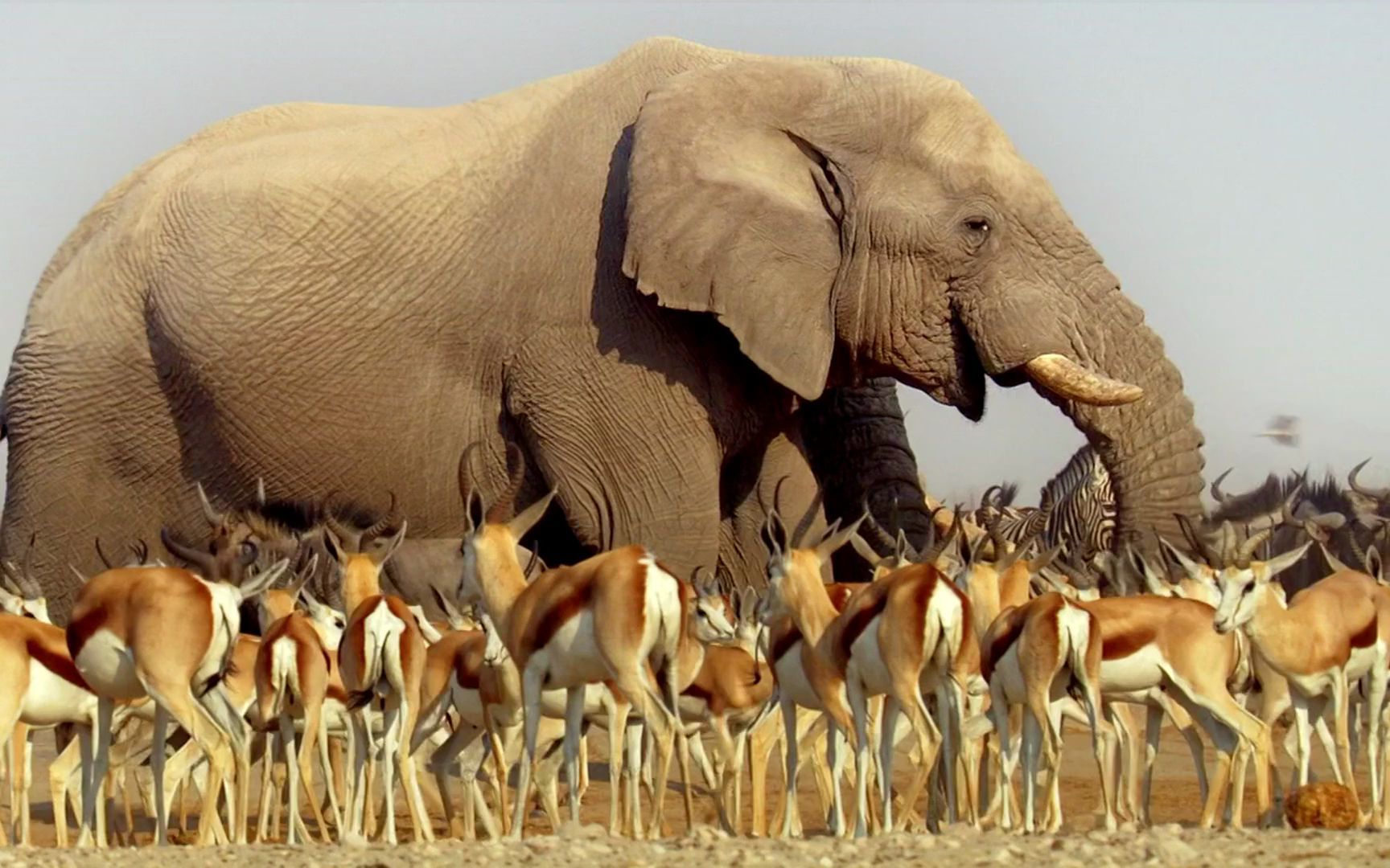 【纪录片】非洲探奇【双语特效字幕】【纪录片之家爱自然】