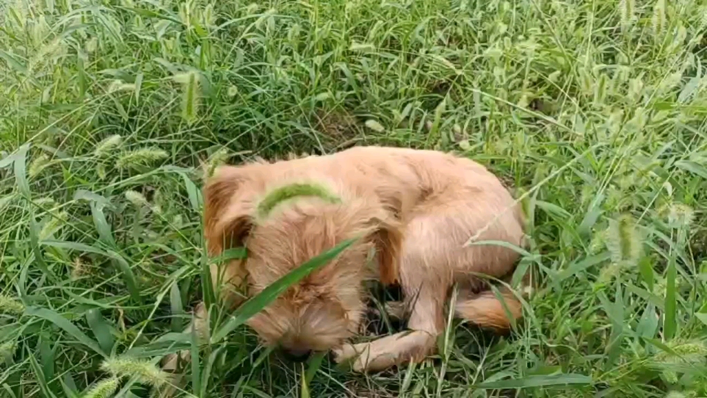 没钱只能吃草了?真的能吃吗?好吃吗?
