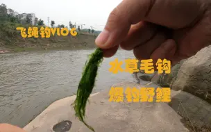 Download Video: 水草毛钩飞钓野鲤