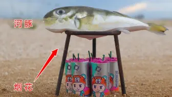 “烟花”烤“河豚”，会发生什么呢？
