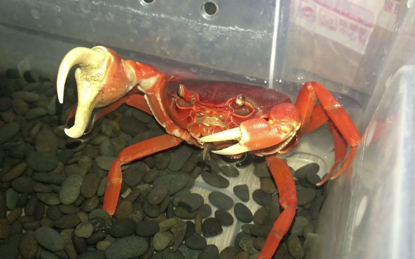 【越南勾手蟹| 36】helios吃虾#2