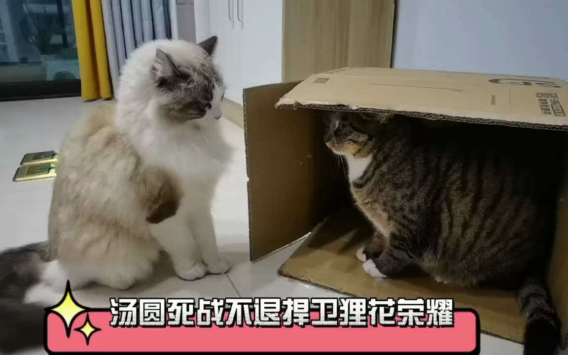 [图]狸花对战布偶