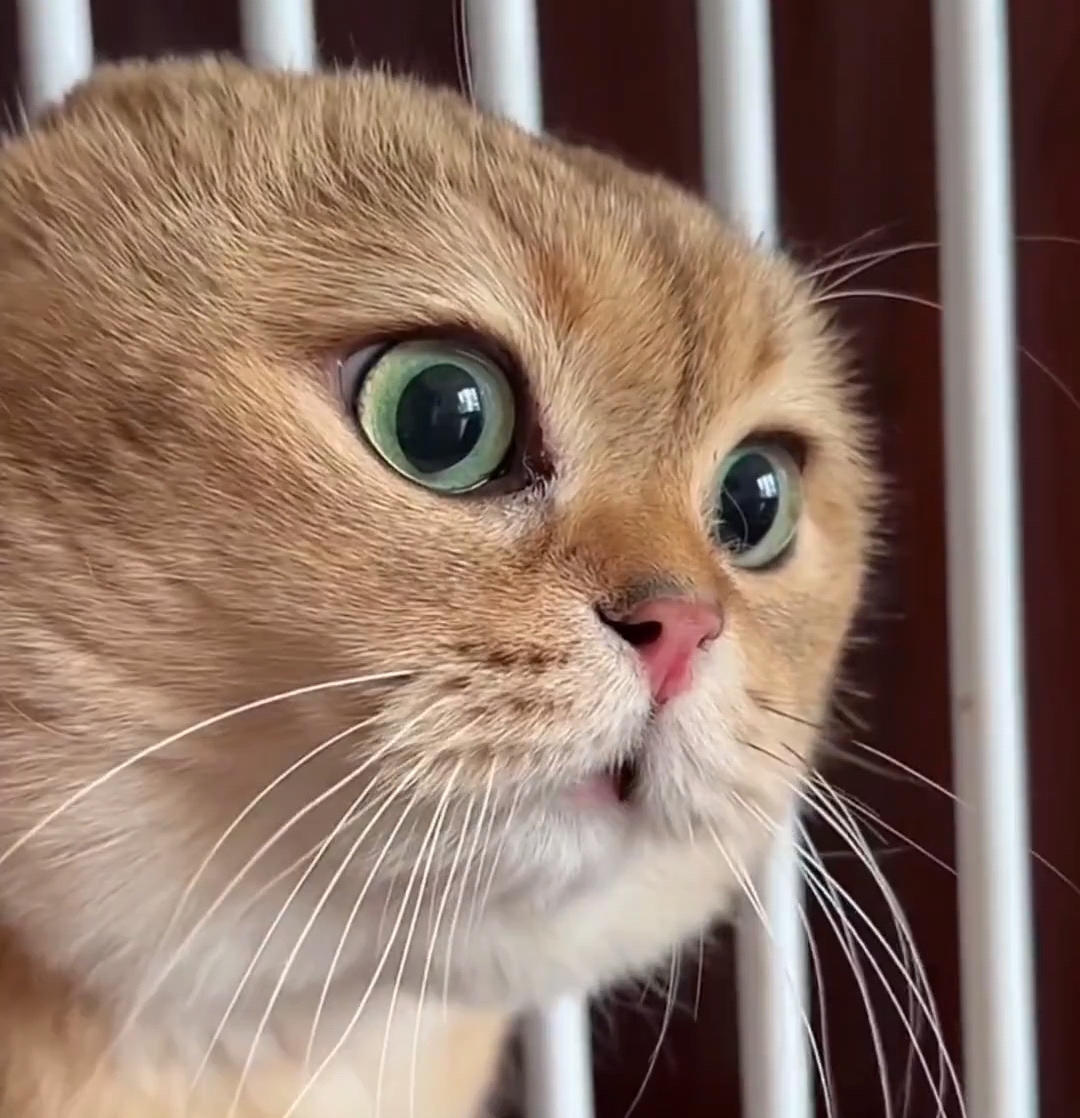 73杜晨*我要迪士尼73