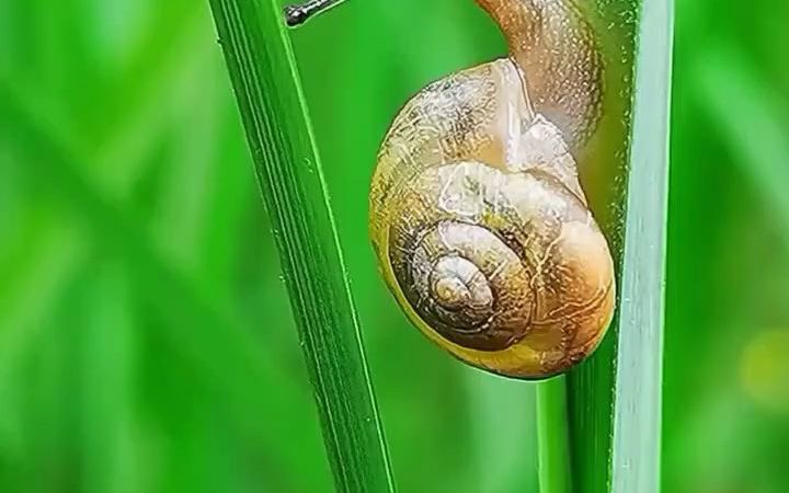 蜗牛睡觉的样子图片
