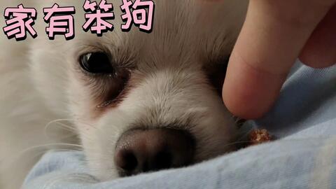 狗子梦中想吃肉干 主人趁它熟睡时悄悄放到它嘴下 结局会怎样 哔哩哔哩 Bilibili