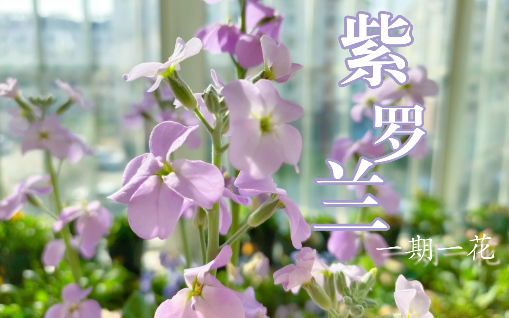 [图]【一期一花】紫罗兰——花无凋谢之时，爱无传达之期