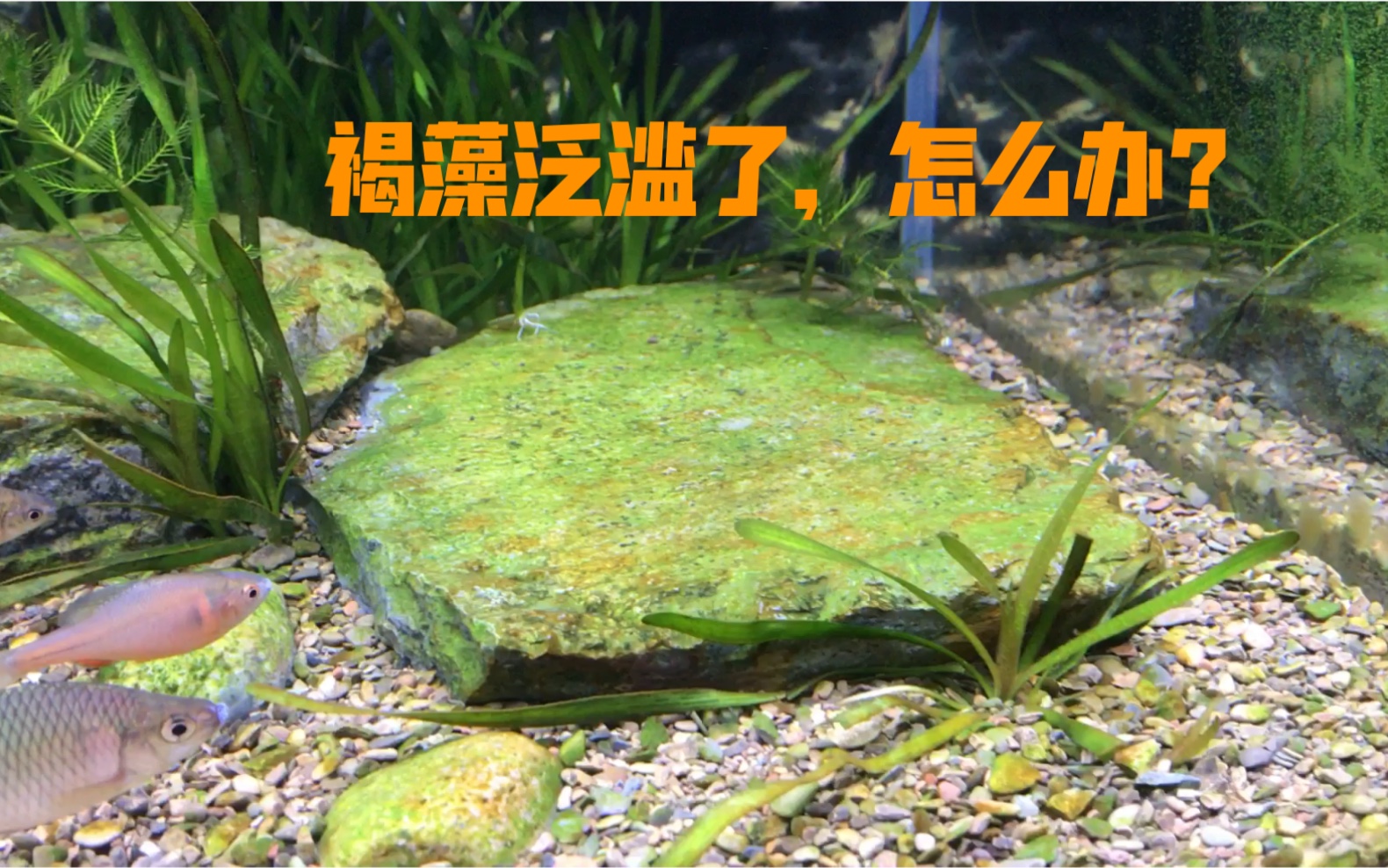 海水缸褐藻标志什么图片
