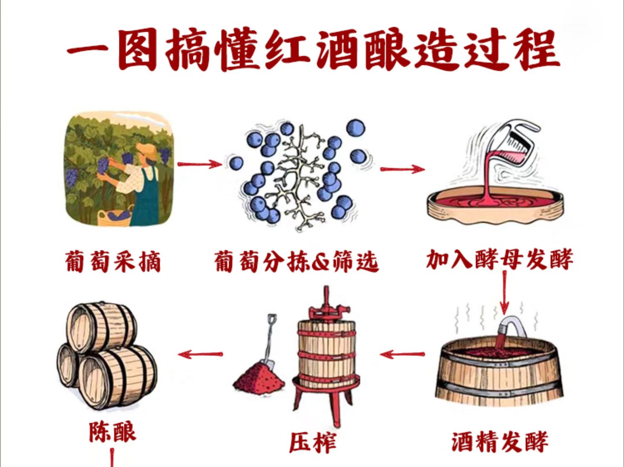 一秒变行家𐟍𗮐Š红酒是怎样酿造的? 喝了那么多年红酒, 红酒到底是怎么做出来的?哔哩哔哩bilibili