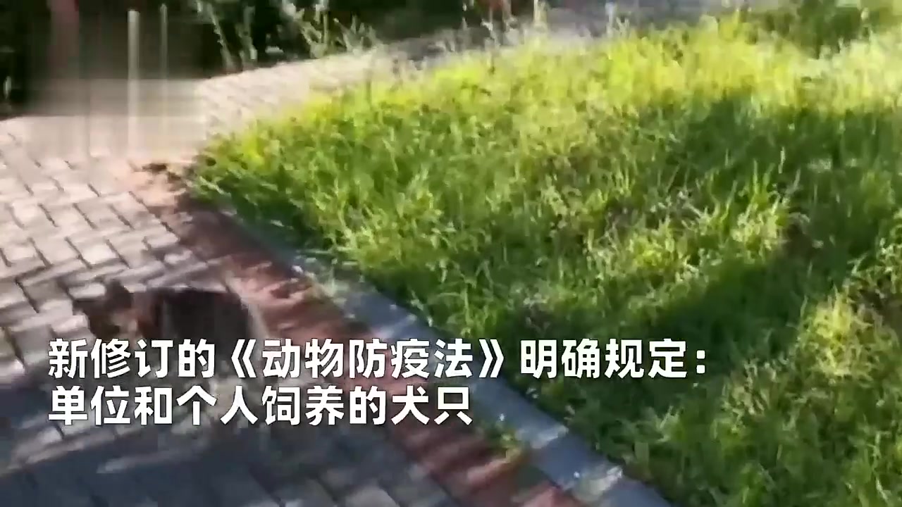 密密麻麻一片!民房被黑臭虫占领,女子喷杀虫剂逼退又哔哩哔哩bilibili