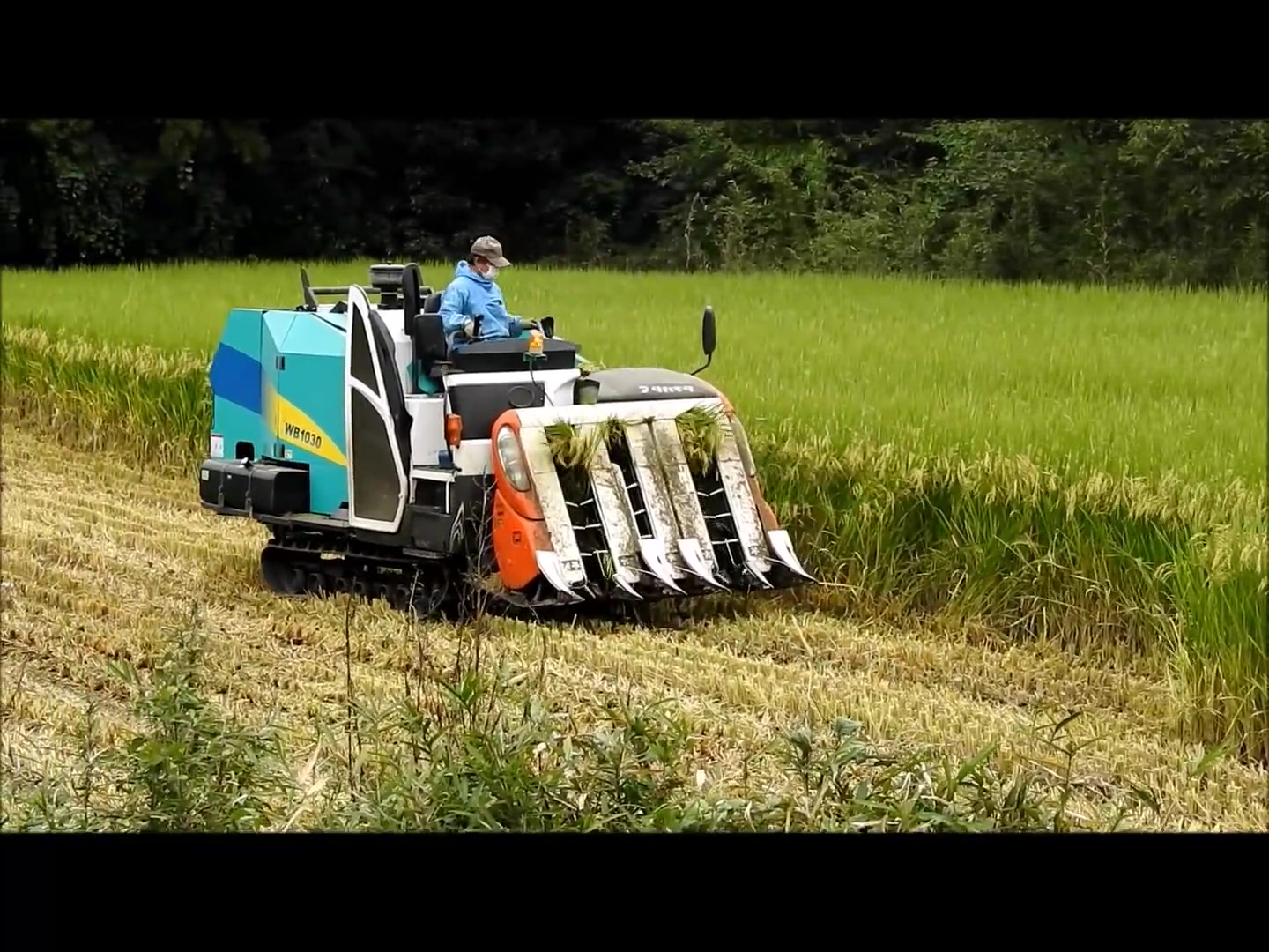 日本的自動水稻收割機