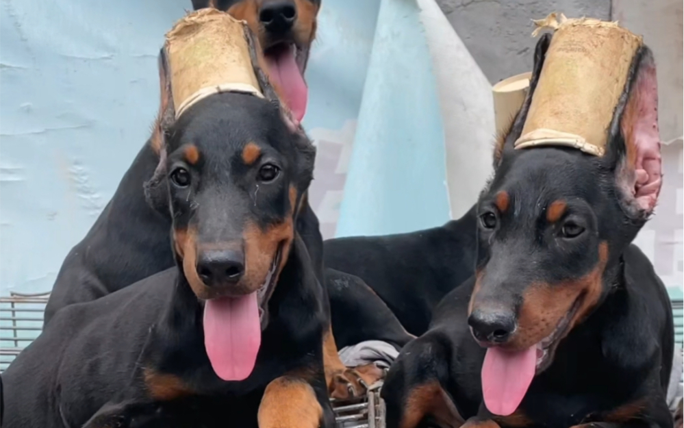 杜宾犬在狗市多少钱能买到?