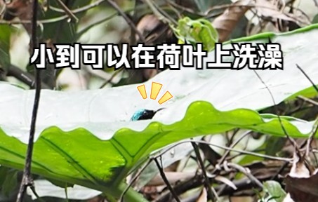 【叉尾太阳鸟】天为被,地为床,“荷”叶可以做澡堂哔哩哔哩bilibili