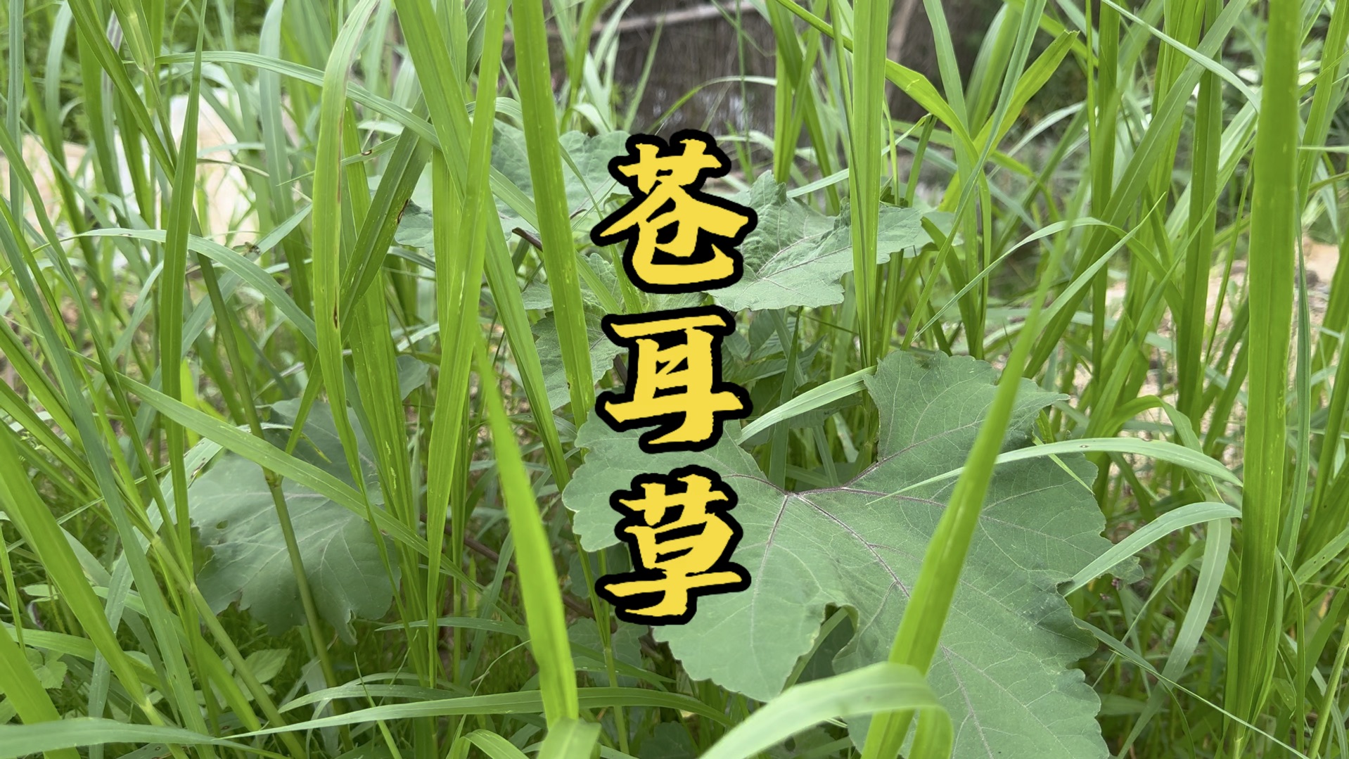 大别山之行 发现一个广泛使用的 苍耳草