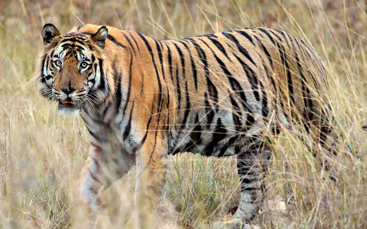 班达迦虎王塔伦正在散步_哔哩哔哩 (゜-゜)つロ 干杯~-bilibili