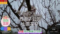 探索北京——西海子公园山杏花开,京城寻芳赏春正当时哔哩哔哩bilibili