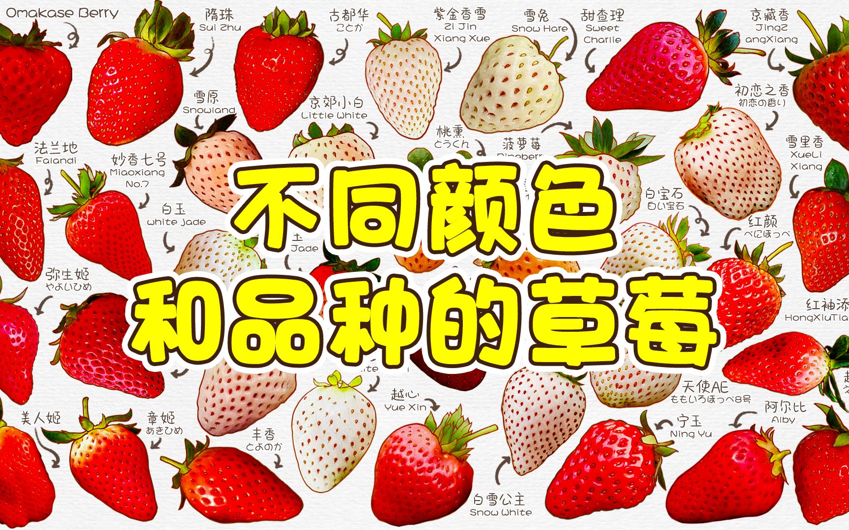 草莓品种大全名称图鉴图片
