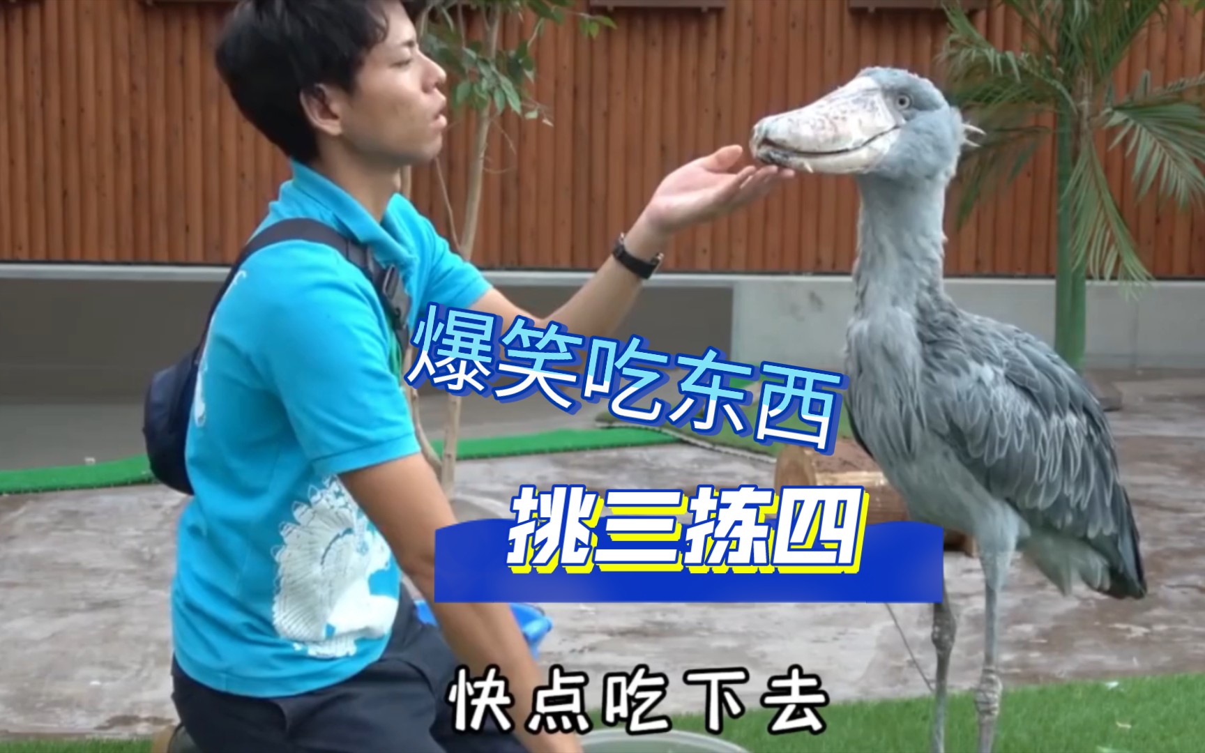 动物视频#搞笑动物配音#搞笑动物#爆笑动物的迷惑行为#看一遍笑一遍