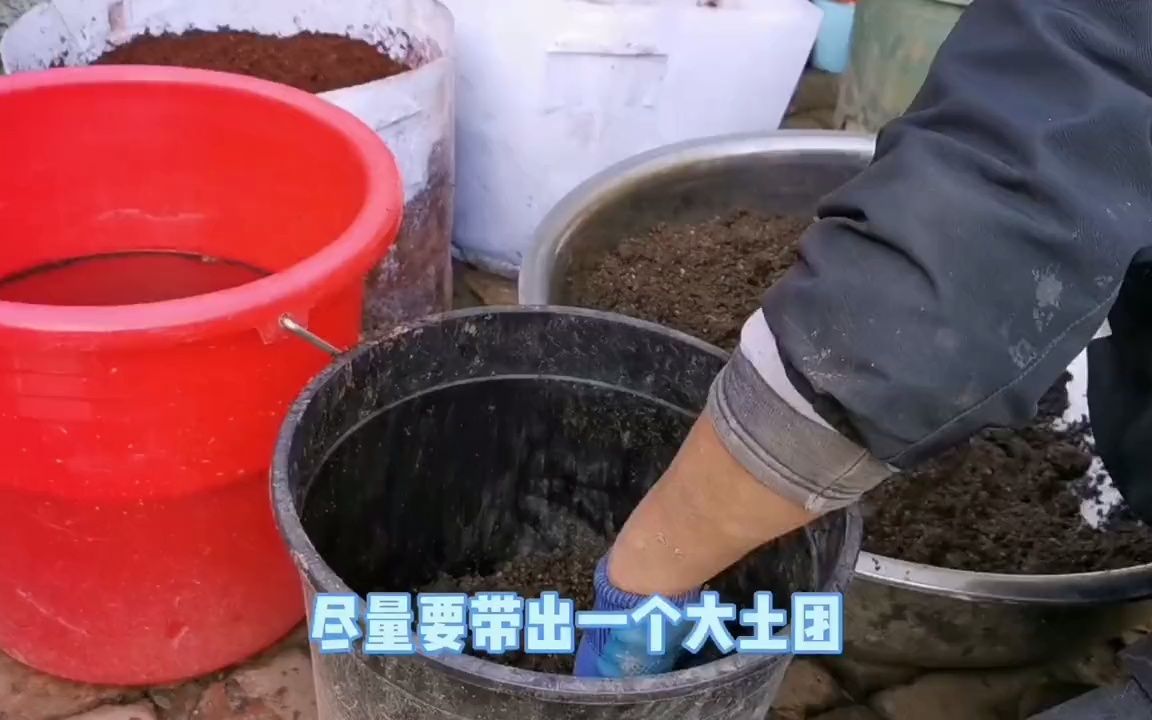 【花卉】地栽月季移栽,剪得越狠,恢复越快!留的枝条太多,不利于缓苗哔哩哔哩bilibili