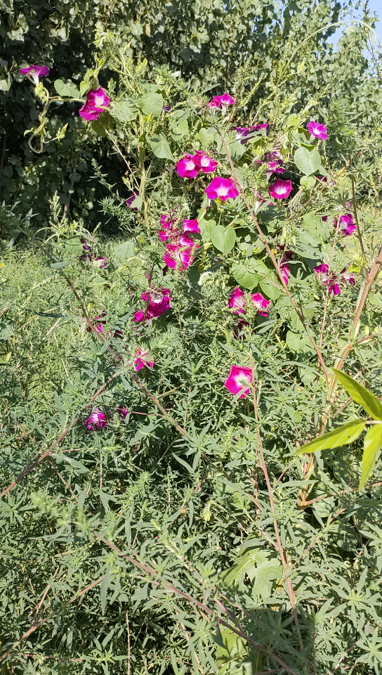 [图]小小牵牛花也漂亮