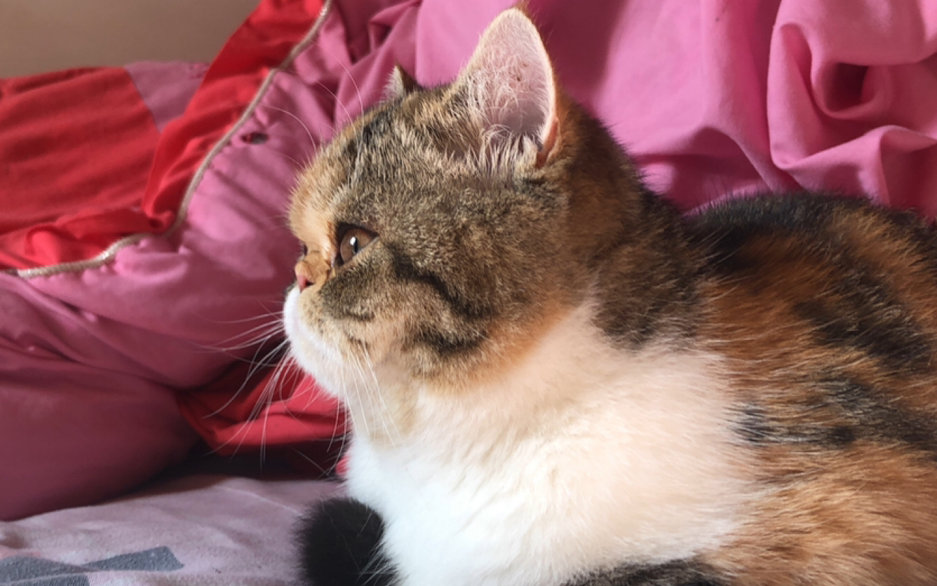 我和我的猫咪都在盯着你