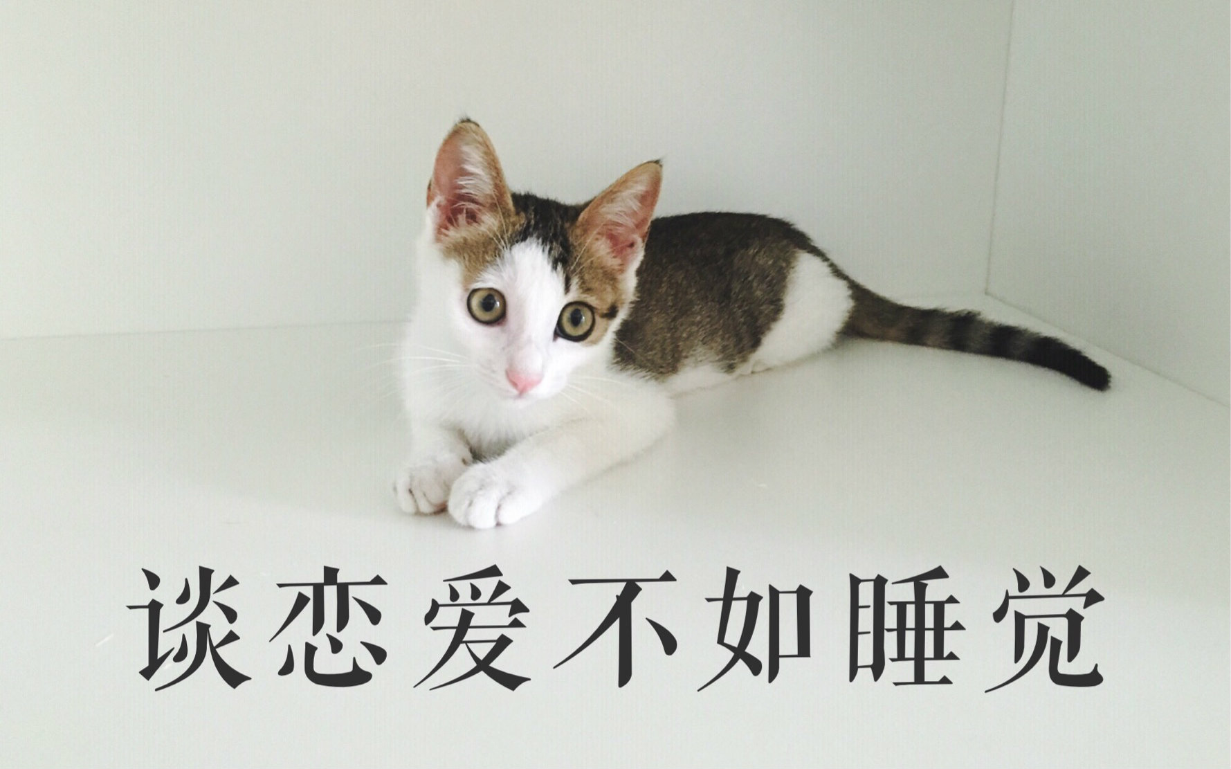 年糕〕谈恋爱不如睡觉,不要吵我睡觉ok?