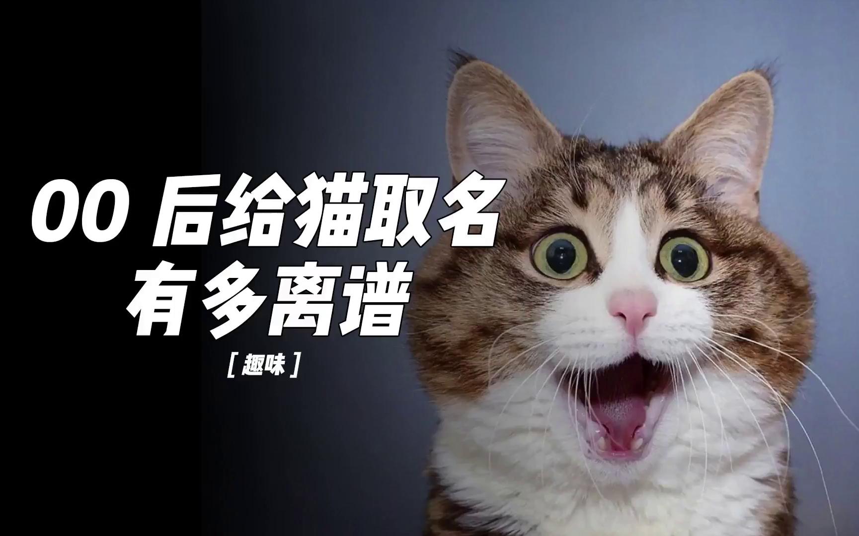 猫咪取名字能有多离谱哔哩哔哩bilibili