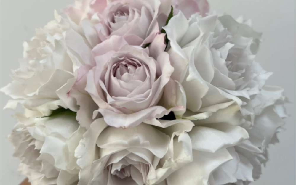 月季:清流 加百列 玫瑰时装 印象派 咖啡时间 失忆 王子 秋日胭脂