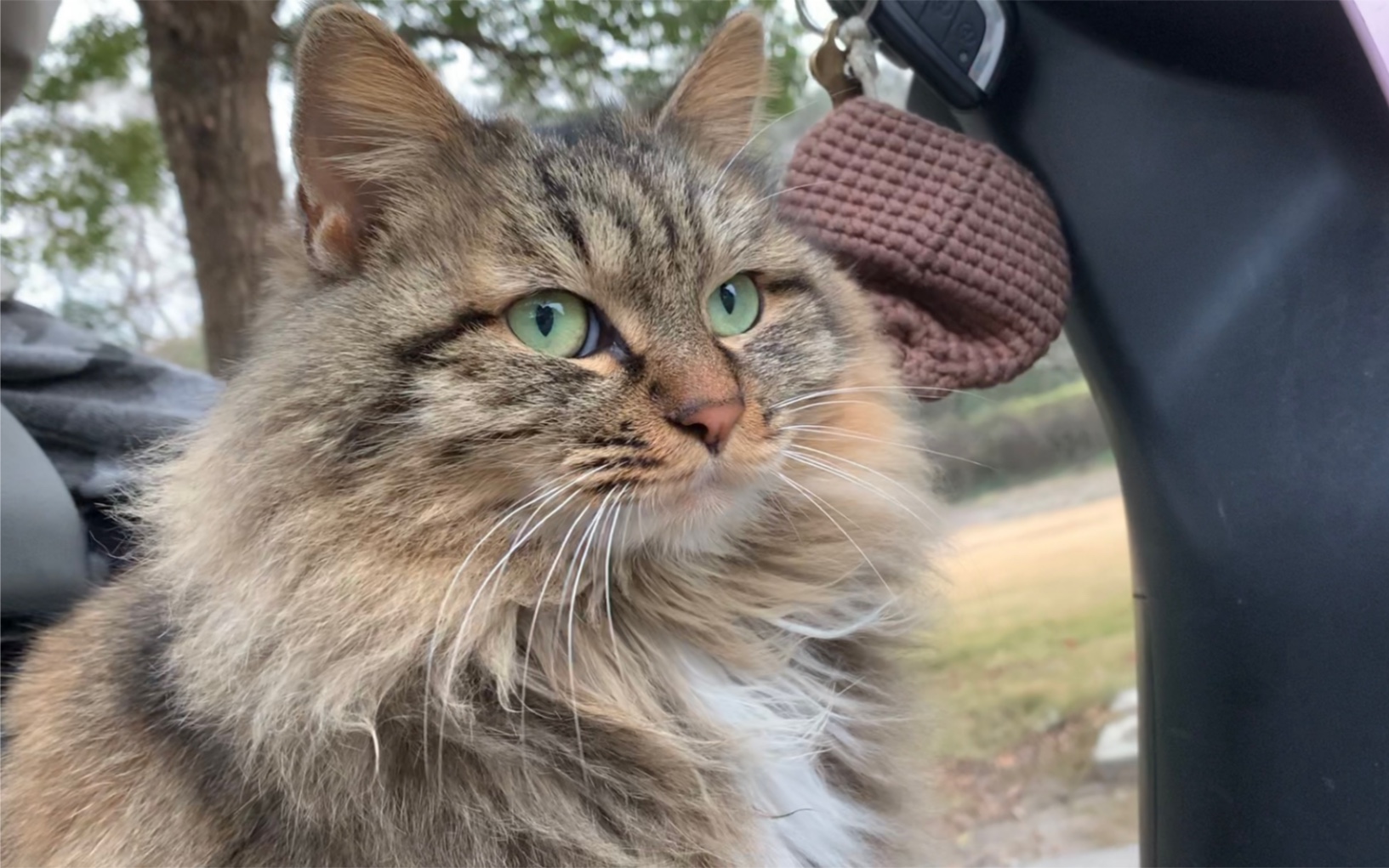 长毛帅猫狸花花上车