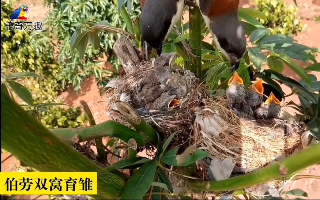 [图]罕见的伯劳鸟双窝一起育雏。