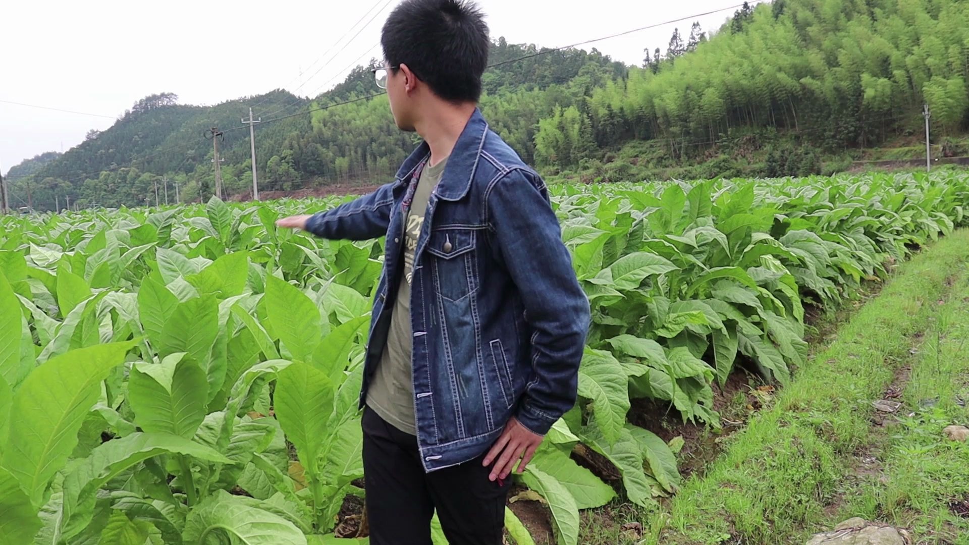 香烟居然是这样种植的!你知道吗??香烟种植 生长全过程哔哩哔哩bilibili