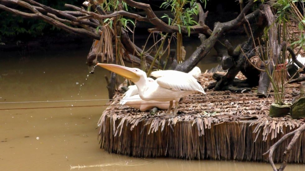 【长隆鹈鹕】喝水自带勺,还有孔雀和红鹮