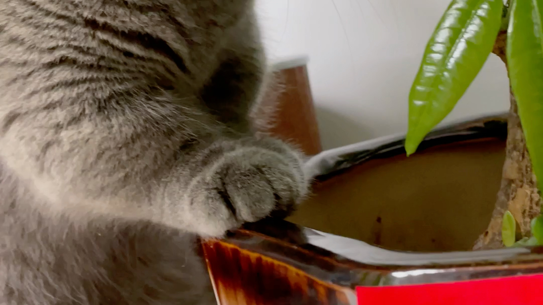 可可爱爱的黑仔看电视