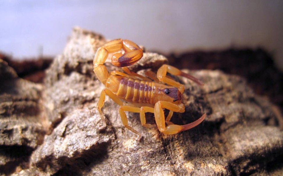 蝎子--巴西金幽灵_哔哩哔哩 (゜-゜)つロ 干杯~-bilibili