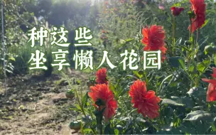 因为我懒，所以花园里就要种那些懂得自我管理的宿根植物啊！