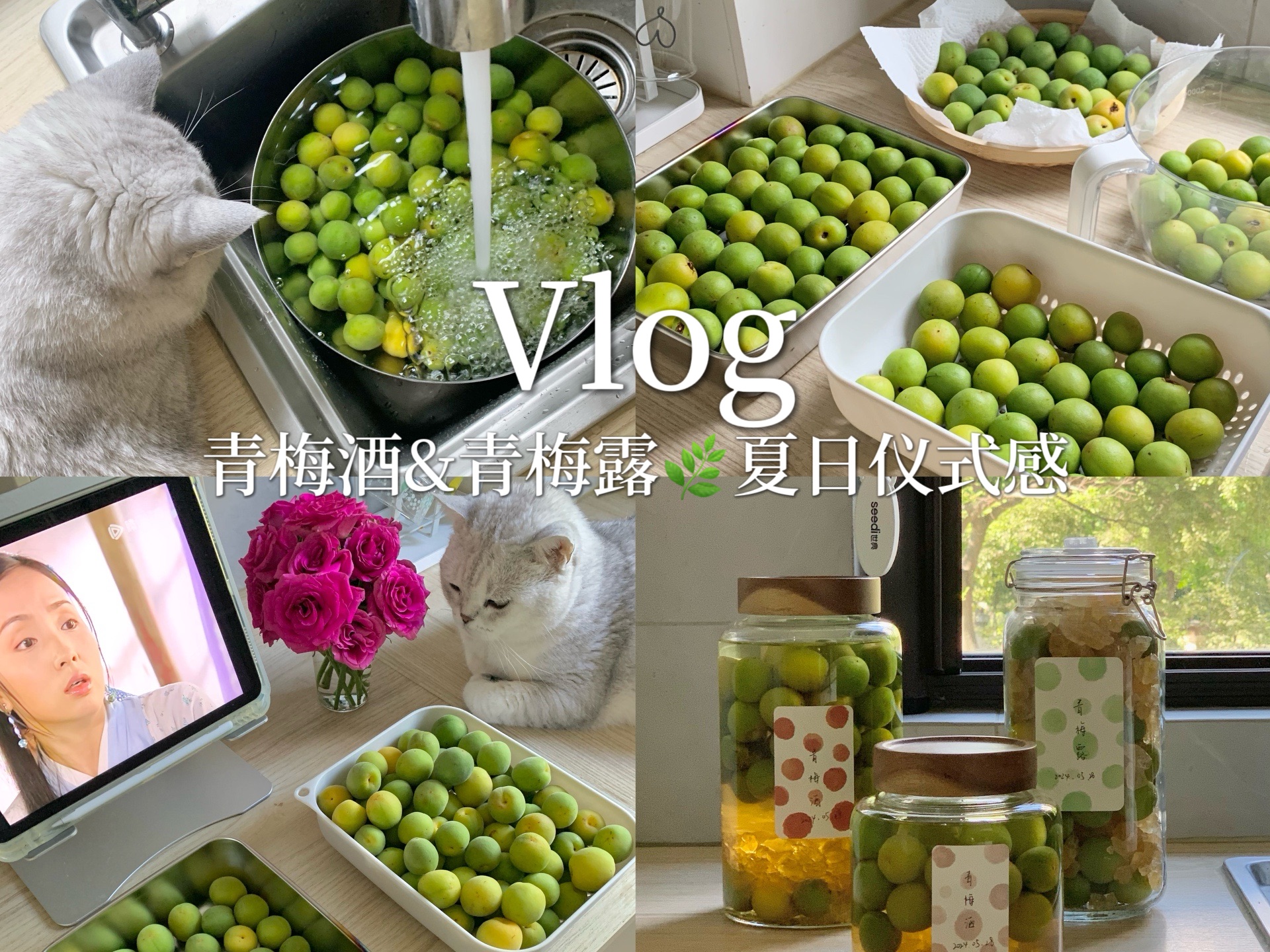 夏天来临前,做一次青梅酒&青梅露!vlog哔哩哔哩bilibili